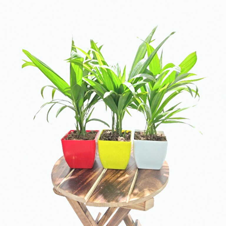Air Purifier Areca Palm In Square Pot (Pack Of 3)